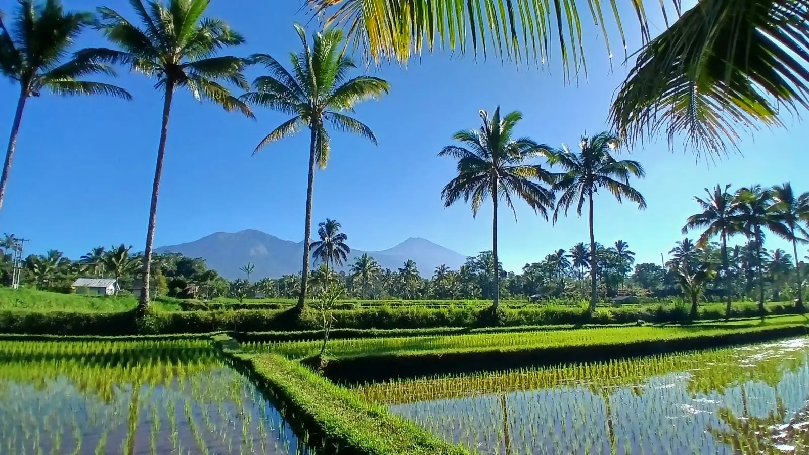 Tetebatu Walking Tour